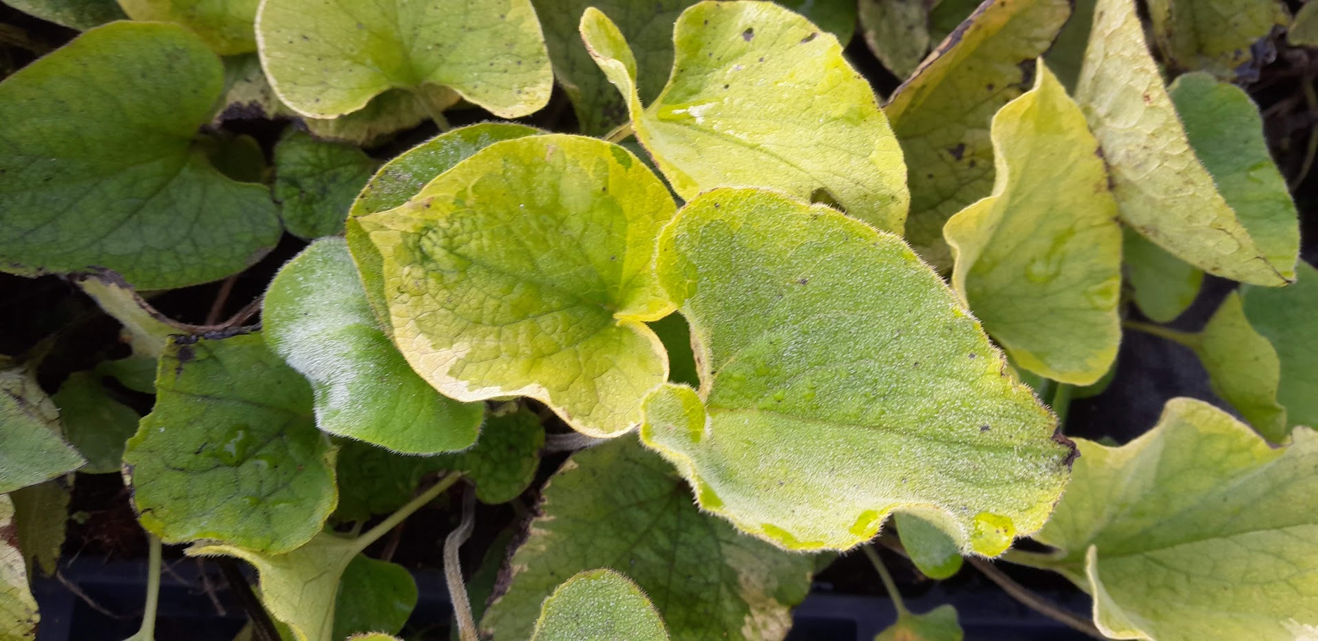Brunnera macrophylla 'Hadspen Cream' Verhulst Van Ryckeghem