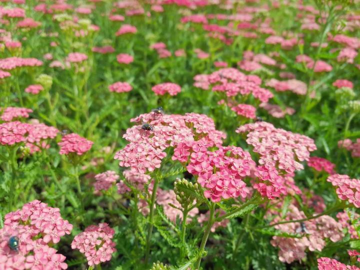 Achillea millefolium 'Apricot Delight'