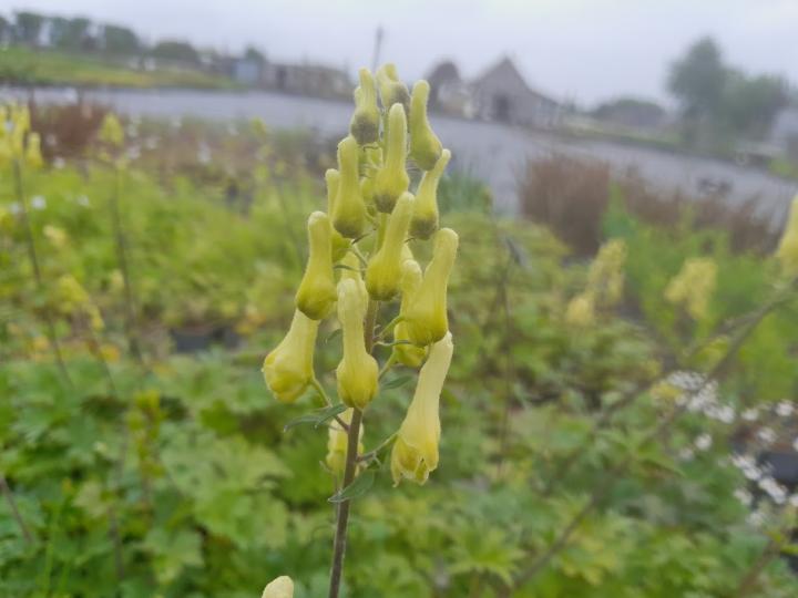Aconitum lycoctonum