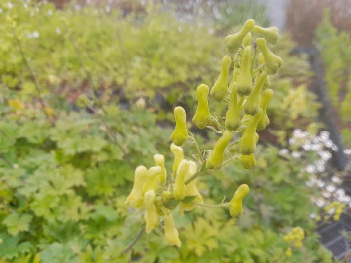 Aconitum lycoctonum