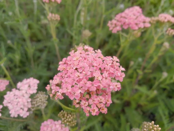Achillea millefolium 'Lachschönheit'