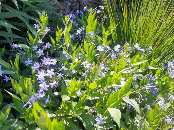 Amsonia  'Blue Ice'