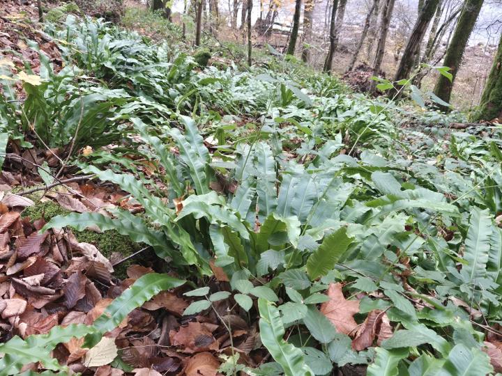 Asplenium scolopendrium