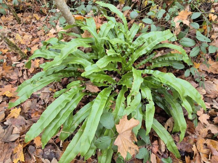 Asplenium scolopendrium