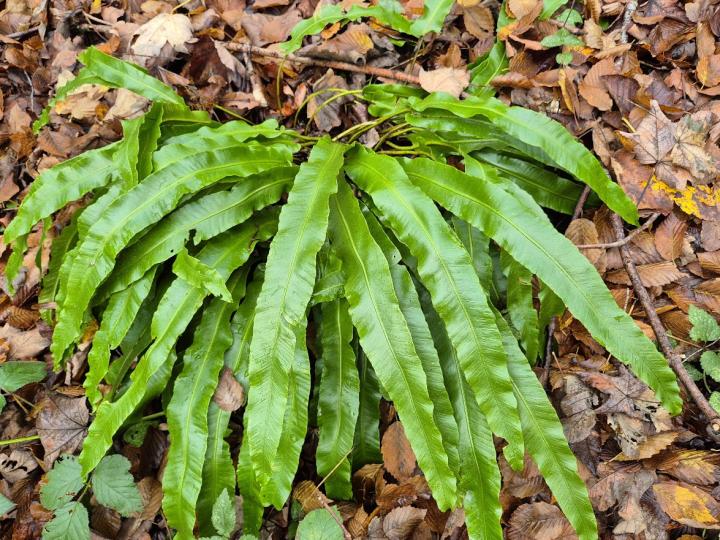 Asplenium scolopendrium