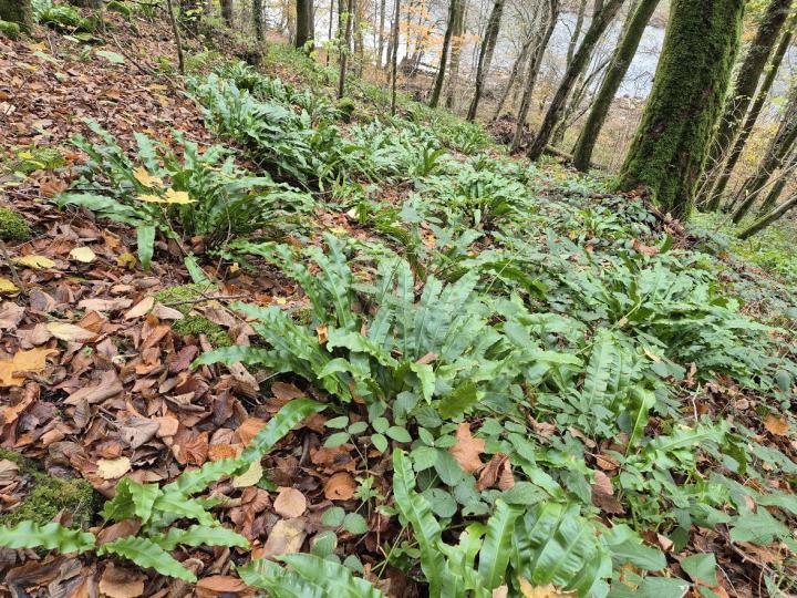 Asplenium scolopendrium