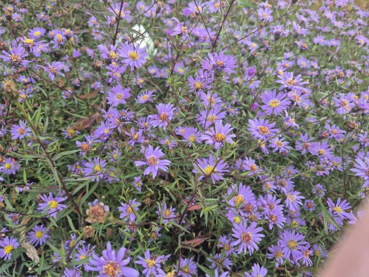 Aster turbinellus