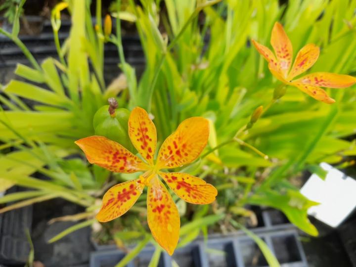 Belamcanda chinensis