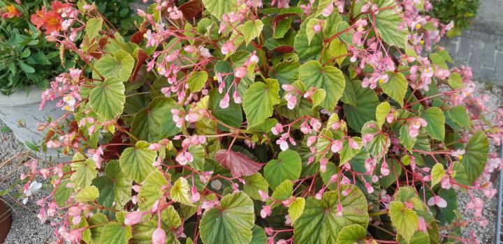 Begonia grandis evansiana