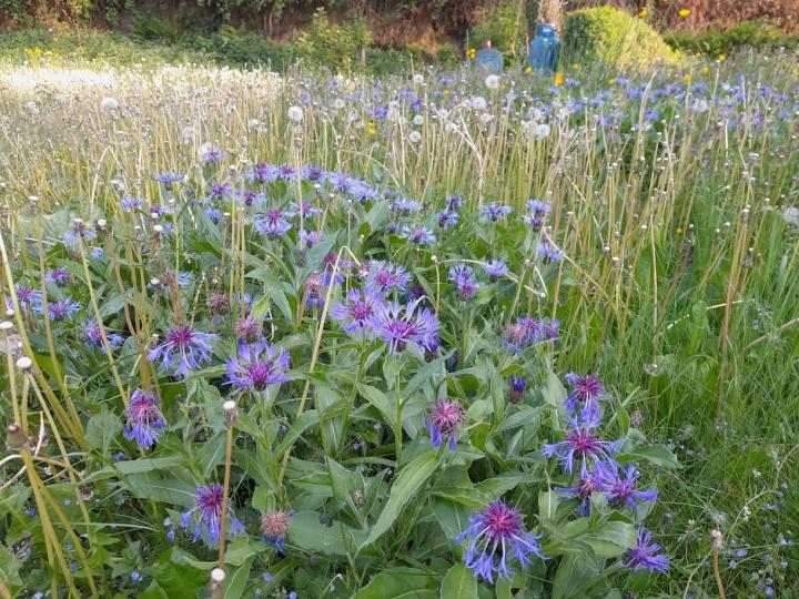 Centaurea montana 'Coerulea'