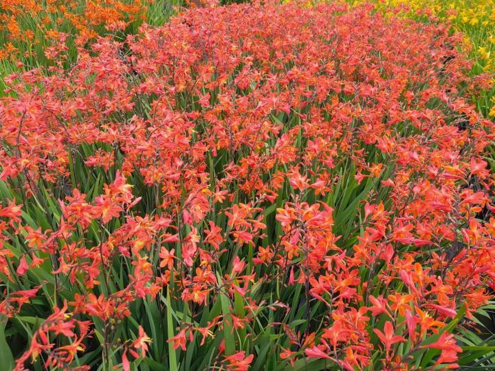 Crocosmia  'Carmine Brillant'
