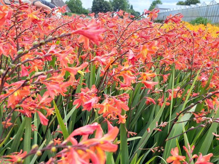 Crocosmia  'Carmine Brillant'