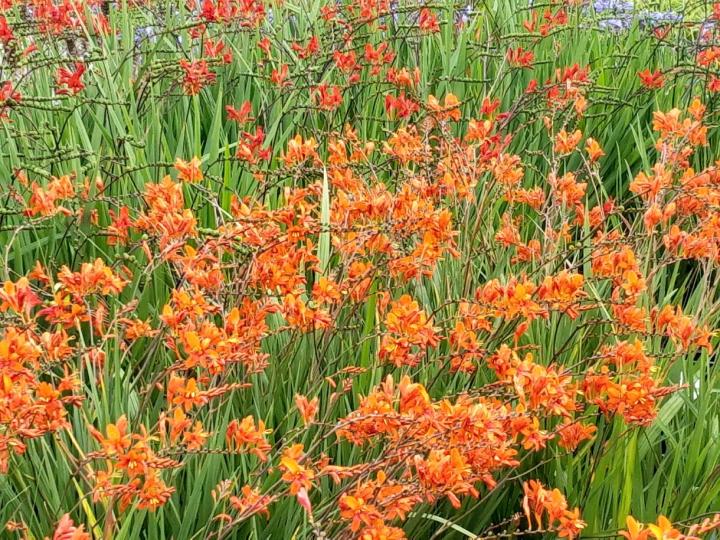 Crocosmia masoniorum