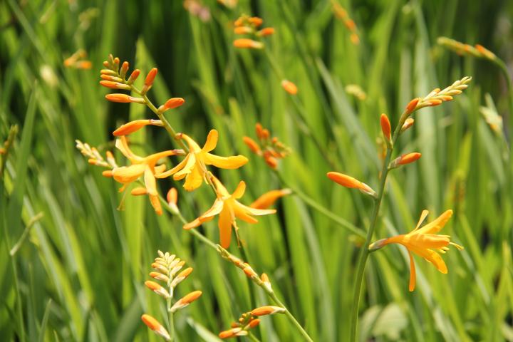 Crocosmia 'Norwich Canary'