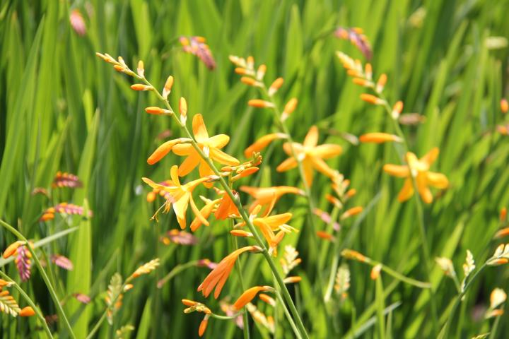Crocosmia 'Norwich Canary'