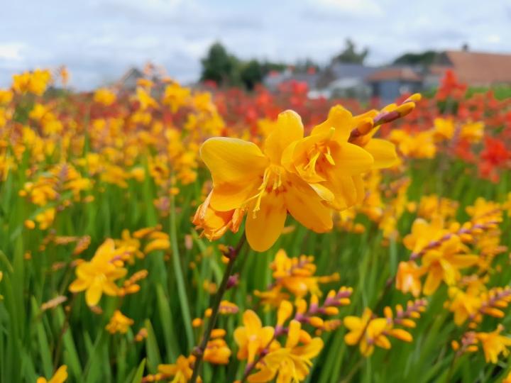 Crocosmia 'Norwich Canary'