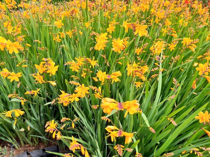 Crocosmia 'Norwich Canary'