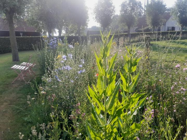 Dipsacus fullonum