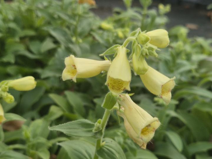 Digitalis grandiflora 'Carillon'