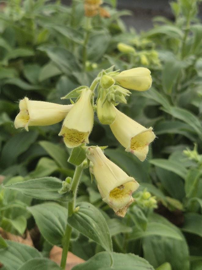 Digitalis grandiflora 'Carillon'