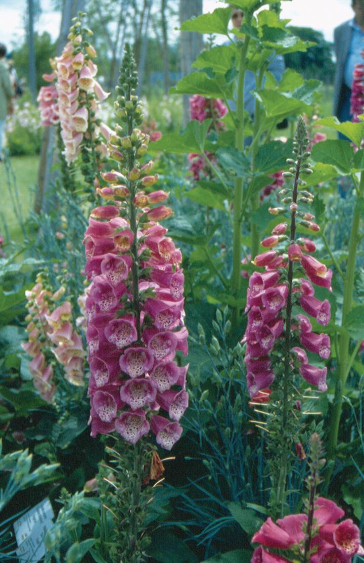 Digitalis mertonensis 'Summer King'