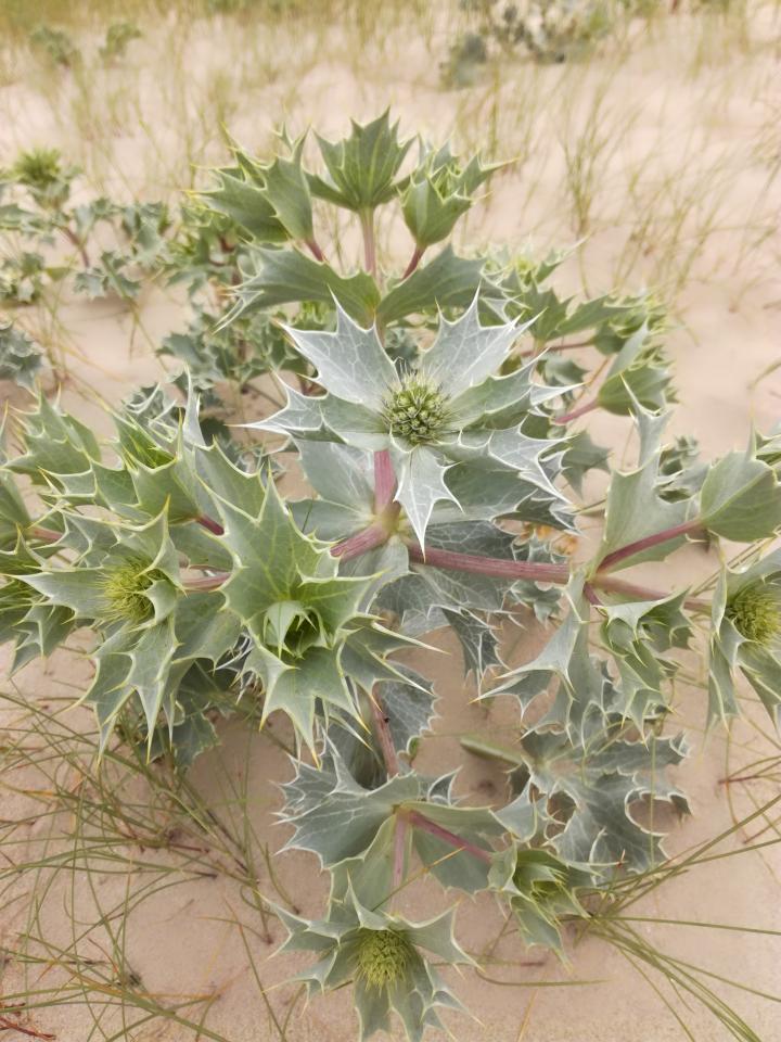 Eryngium maritimum