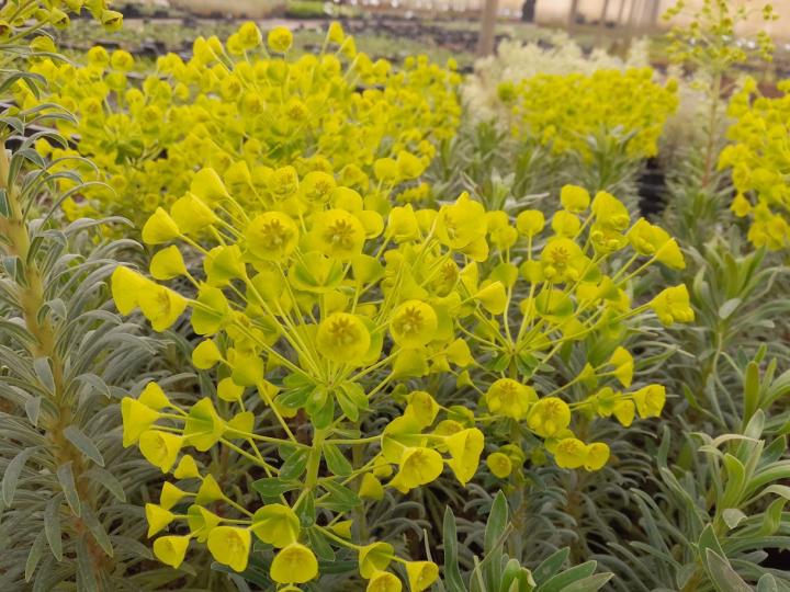 Euphorbia characias 'Shorty'