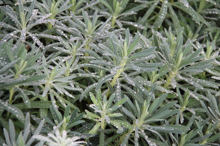 Euphorbia characias subsp.wulfenii