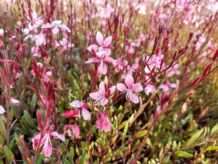 Gaura lindheimeri 'Crimson Butterflies' PBR