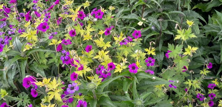 Geranium  'Anne Thomson'
