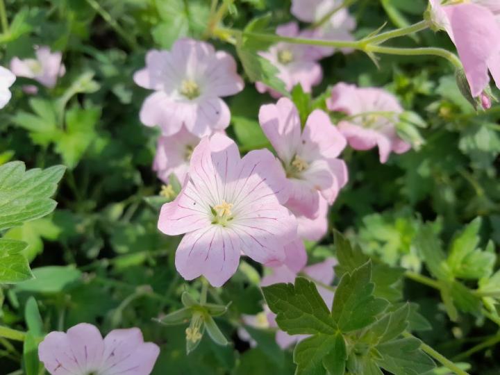 Geranium  'Dreamland' ('Bremdream') ®