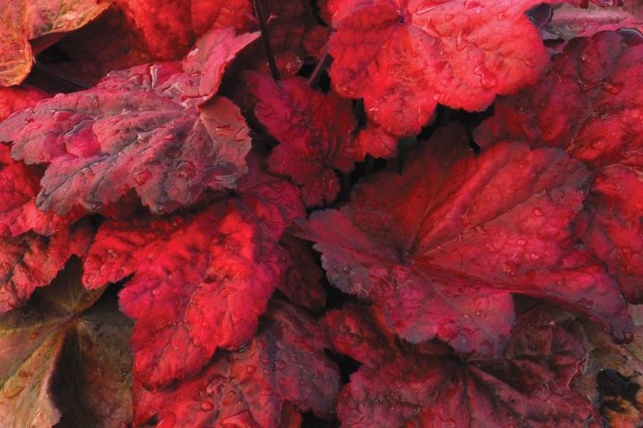Heuchera  'Autumn Leaves' ®
