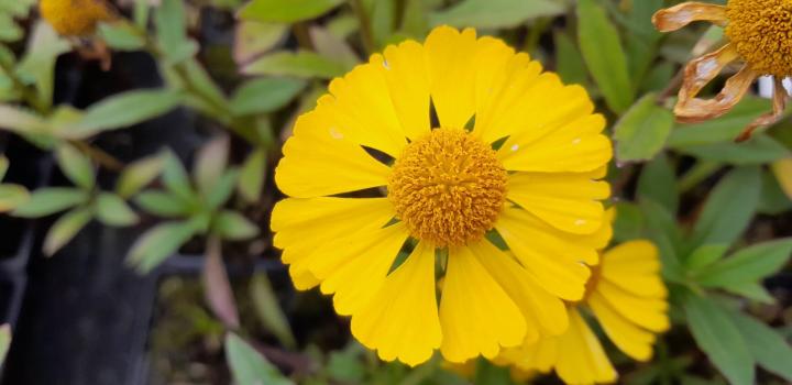 Helenium 'Ranchero'