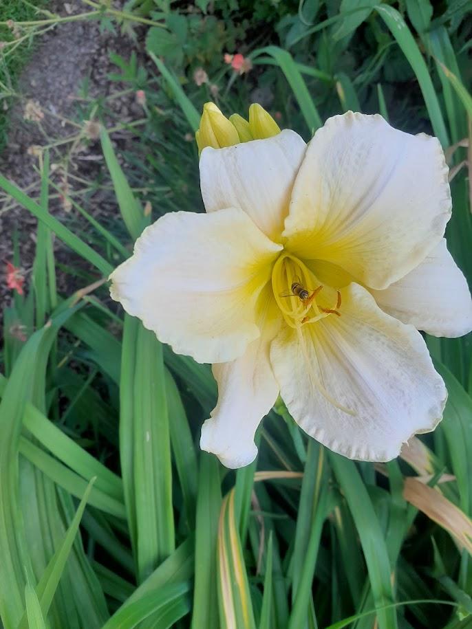 Hemerocallis  'Snowy Apparation'
