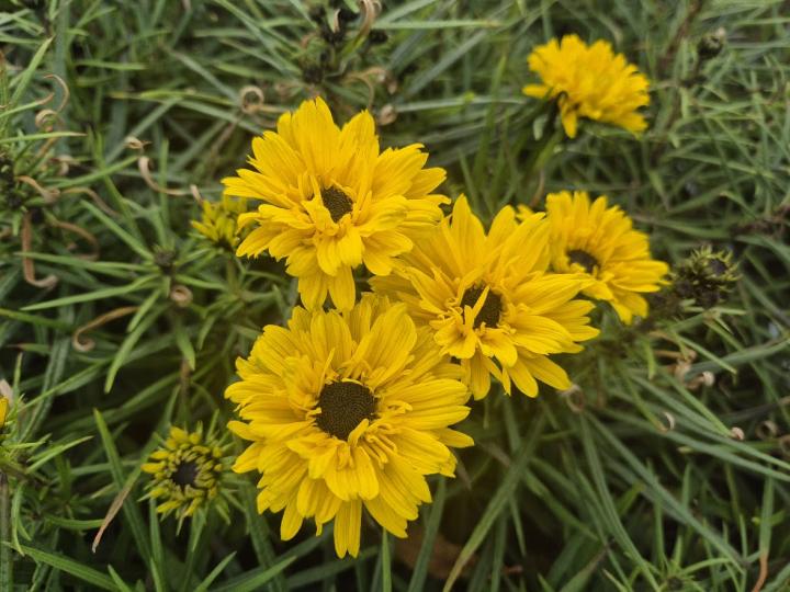Helianthus salicifolius 'Table Mountains' ®