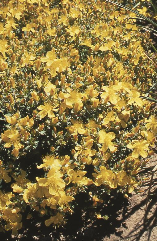 Hypericum olympicum (polyphyllum)