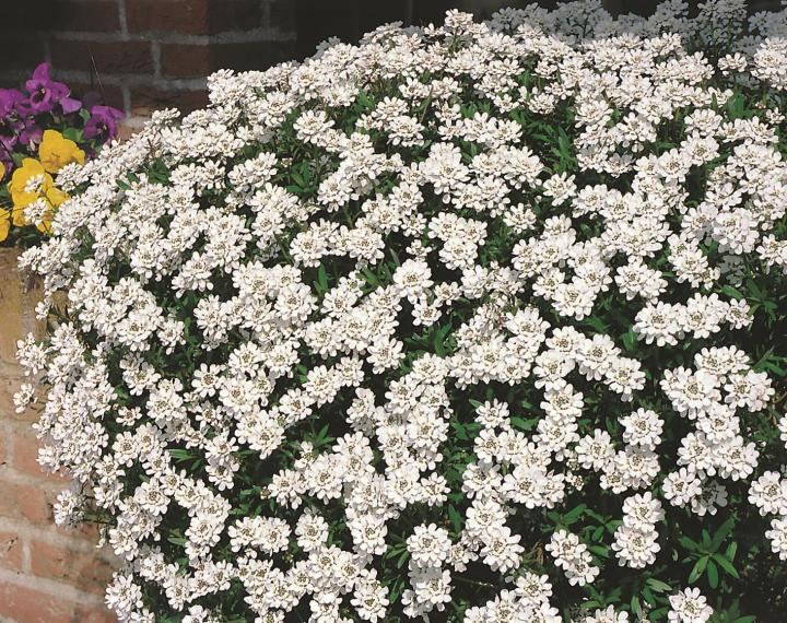 Iberis sempervirens 'Fischbeck'