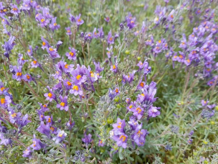 Linaria alpina