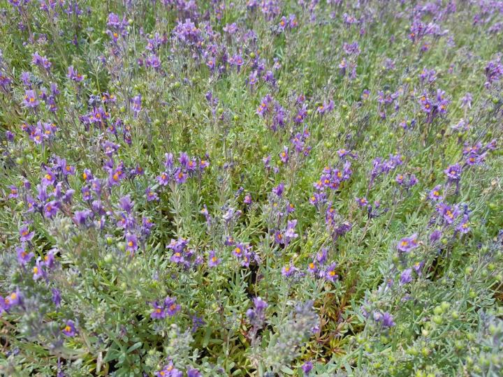 Linaria alpina