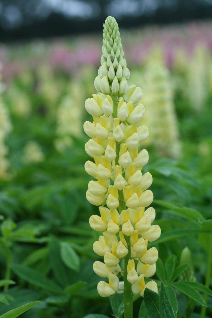 Lupinus  'Chandelier'