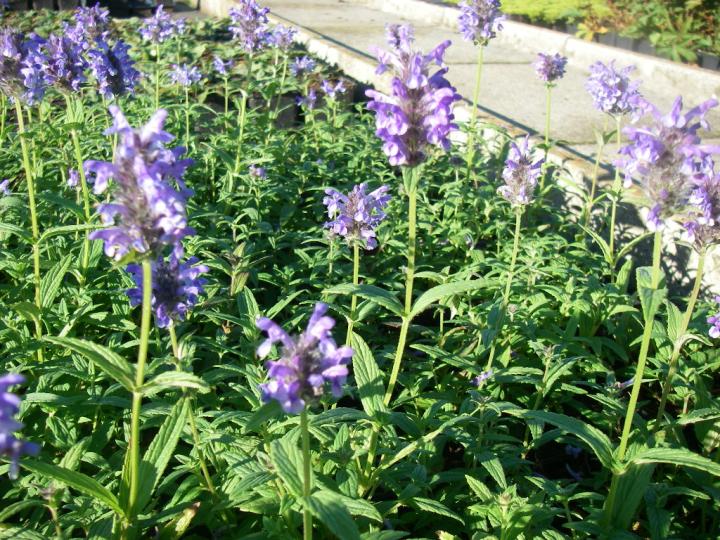 Nepeta nervosa
