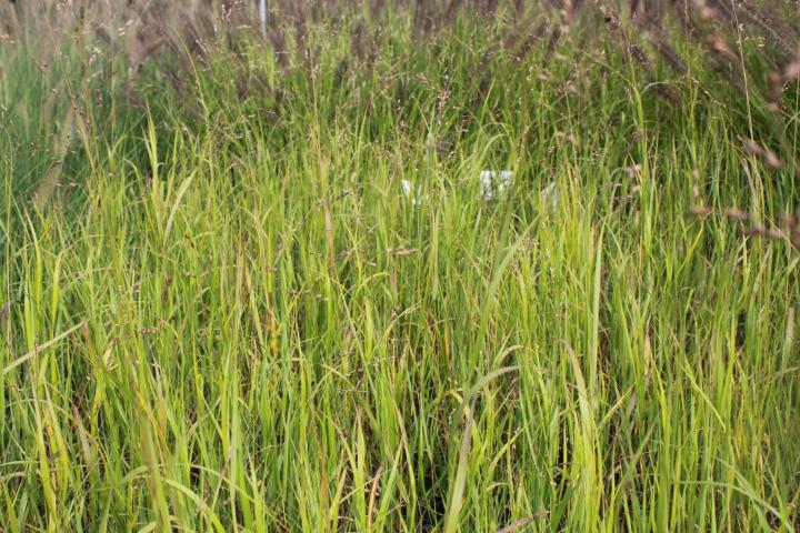 Panicum virgatum (generatief)