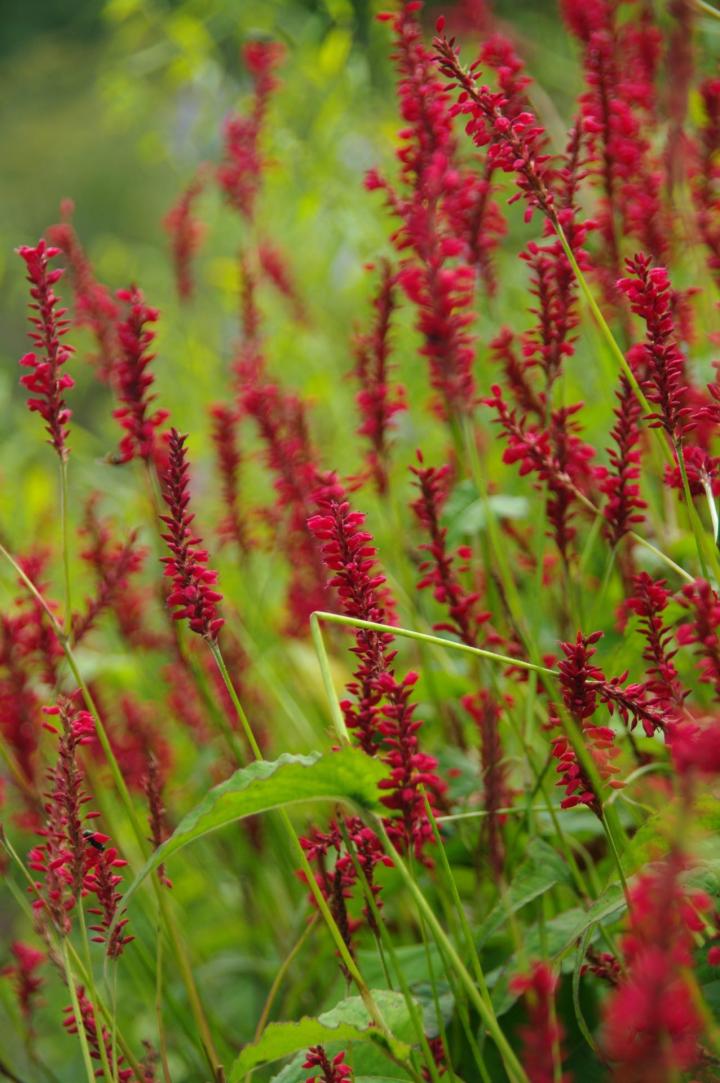 Persicaria amplexicaulis 'Anne's Choice' ®