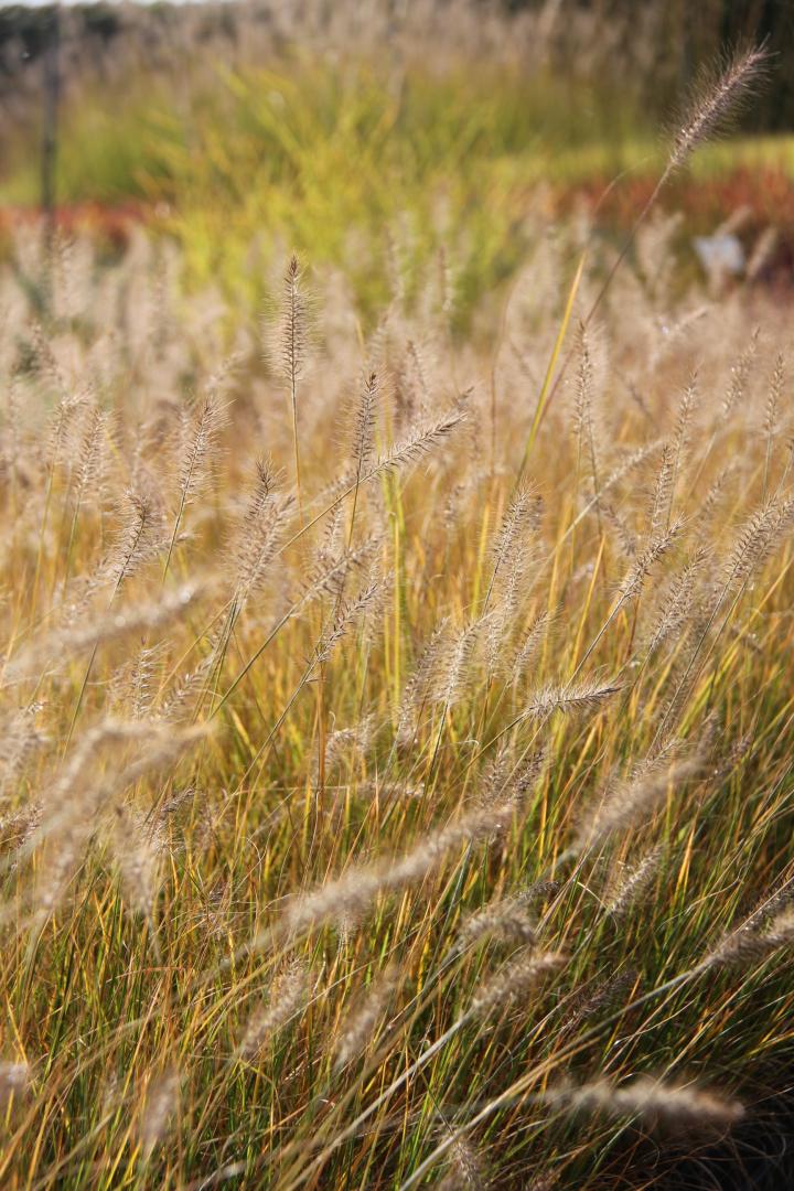 Pennisetum alopecuroides 'Piglet'