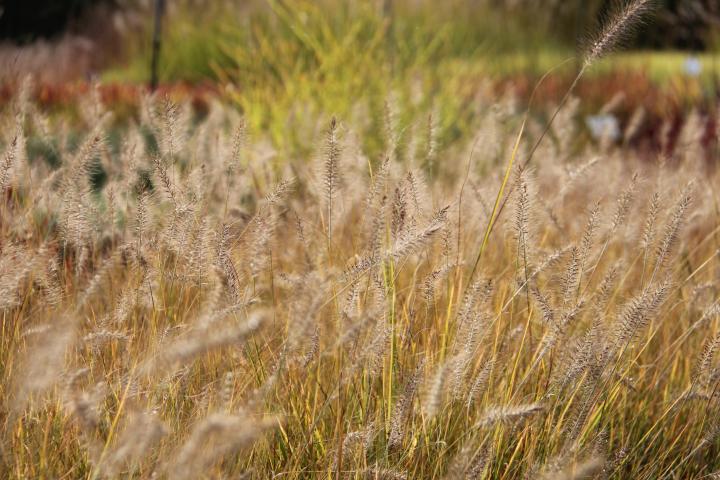 Pennisetum alopecuroides 'Piglet'