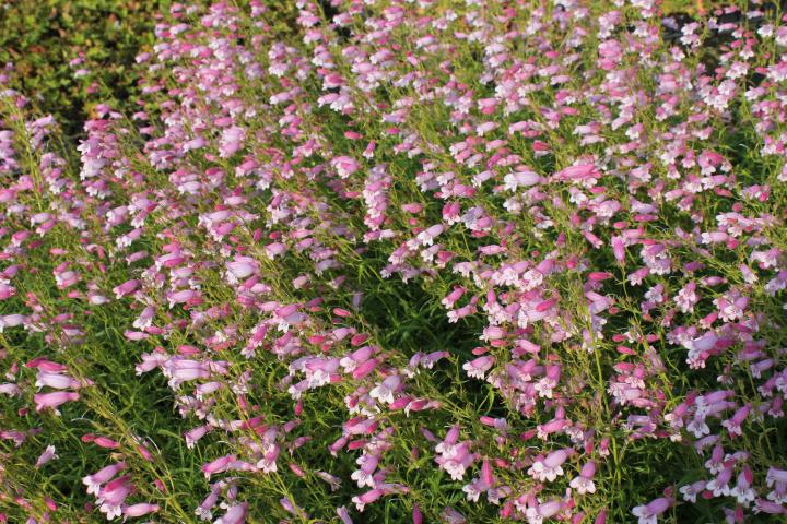 Penstemon  'Evelyn'