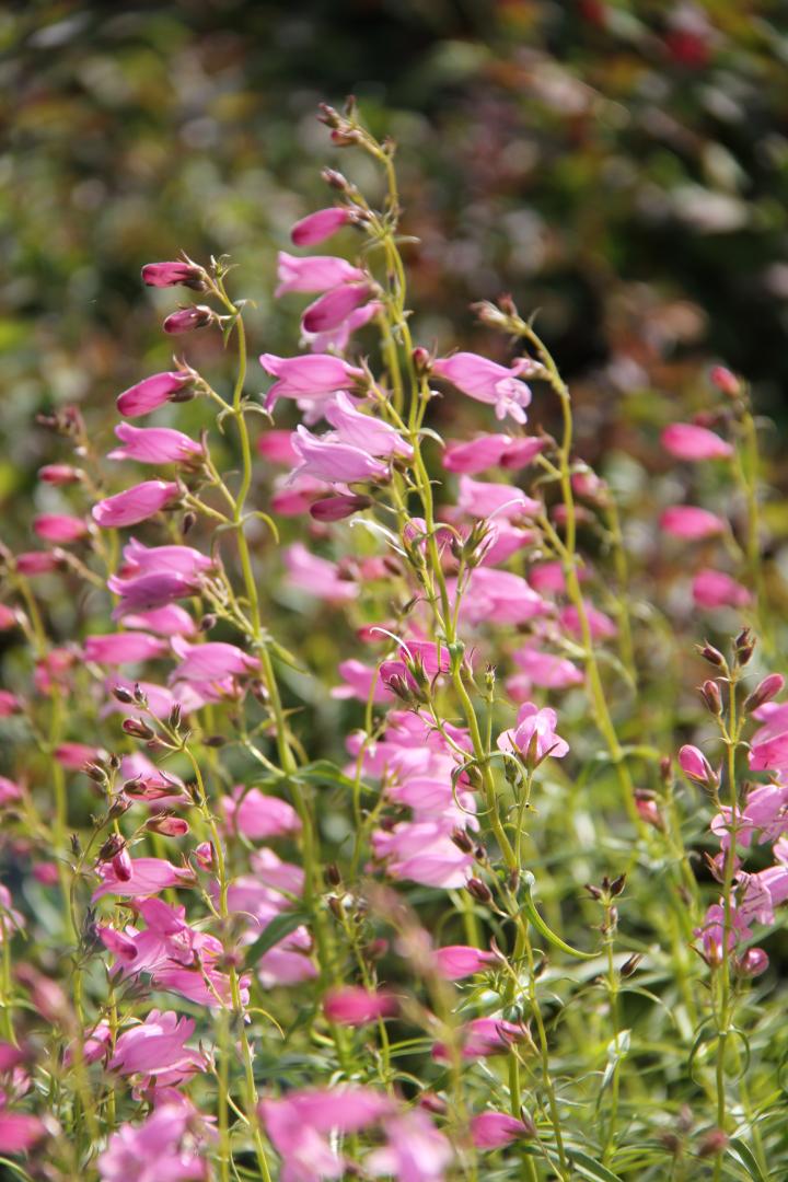 Penstemon  'Evelyn'