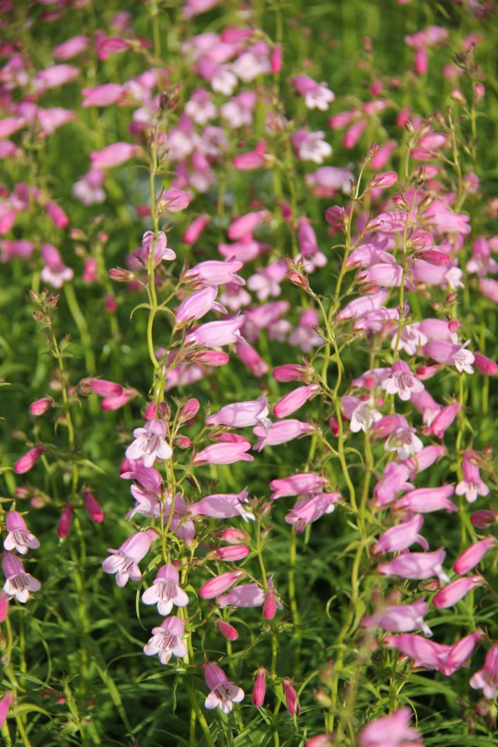Penstemon  'Evelyn'