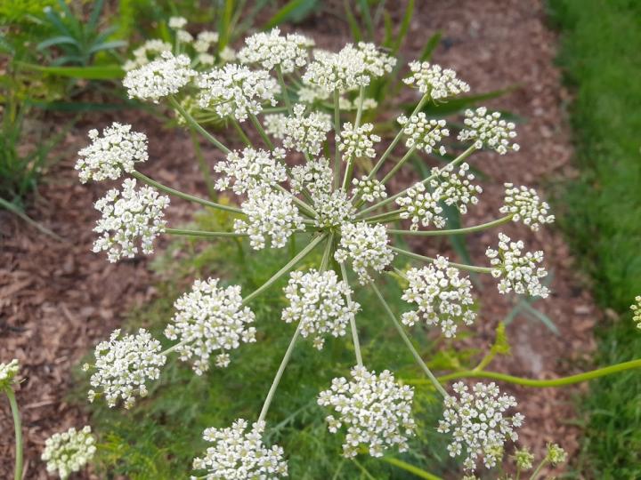 Peucedanum rablense
