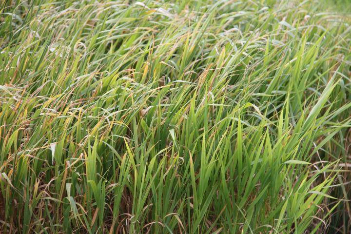 Phalaris arundinacea